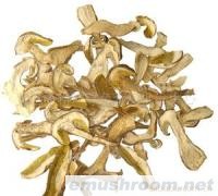 供应伏牛山纯天然牛肝菌