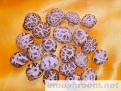 供应花香菇