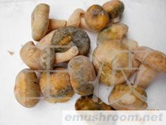 供应云南野生菌青头菌冻货