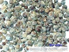 供应野生菌-松露小块菌