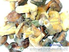 供应野生菌-谷熟菌