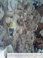 供应优质ManBetX体育