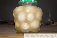 供应竹荪蛋罐头.竹荪.四川土特产