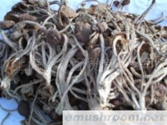 供应天然茶树菇