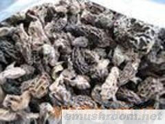 供应干Manbetx体育手机版推荐A9版本