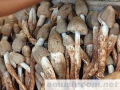 供应云南野生菌火把鸡枞菌鲜货