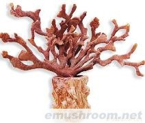 供应鹿角灵芝