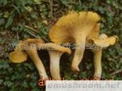 批发供应鸡油菌鲜品，野生菌干品，山珍汤料