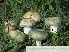 批发供应野生青头菌，野生菌干品，冰冻野生菌