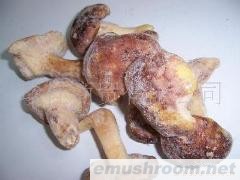 批发供应冰冻 速冻野生菌 青杠菌 松茸