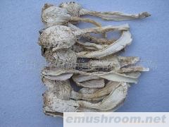 批发供应特级鸡腿菇/鸡腿蘑