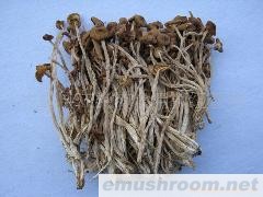 批发供应特级茶树菇/茶新菇/茶树冰菇