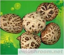 供应 绿色食品 Manbetx体育手机版V17版本发布.官网安卓网.香港花菇