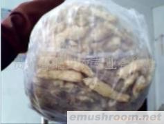 供应大量的贵州竹荪代具有辐射功能(图)