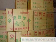 批发美味牛肝菌菌脚