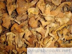 供应 鸡油菌 桂花菌 牛肝菌 松茸 土特产