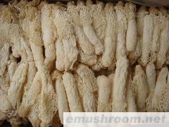 供应 鸡油菌 桂花菌 牛肝菌 松茸 土特产