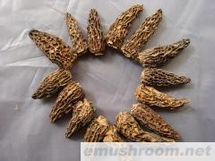 批发；Manbetx体育手机版推荐A9版本  野生菌 土特产 松茸 虎掌菌