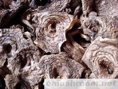 批发；野生菌 黑虎掌菌 野生土特产 蘑菇