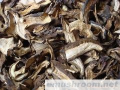 供应 黑牛肝 黄牛肝 红牛肝 牛肝菌 等