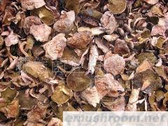 供应 鸡油菌 桂花菌 乳牛肝菌 松茸 土特产