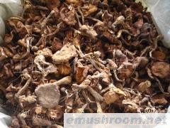 批发供应东北山特产 榛蘑