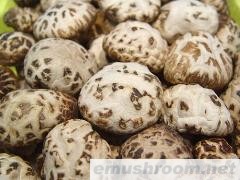 供应350克袋装花菇