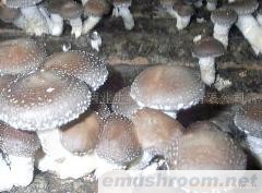 供应香菇菌棒