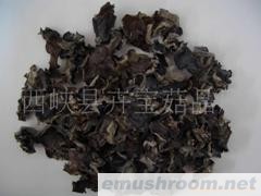 黑木耳，白背黑木耳