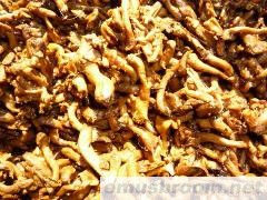 盐渍鸡油菌《小鸡油菌》