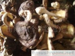 供应生态食品  天然冬香菇