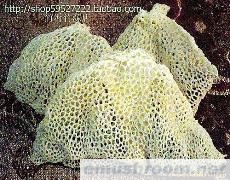 长裙竹荪 蜀南竹海特产