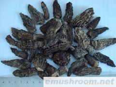 特级干Manbetx体育手机版推荐A9版本