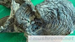 最好的黑虎掌菌