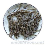 小额批发 供应大量野生地参 虫草参