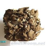 小额批发 供应灰树花 灰树菇 舞茸