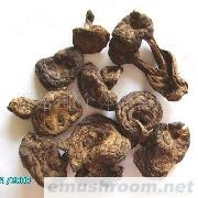 小额批发 供应干品 野生黑虎掌 虎掌菌