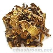 小额批发 供应干品 野生美味牛肝菌