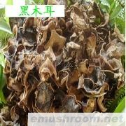 供应黑木耳  野生椴木黑木耳