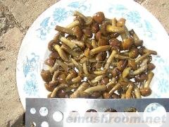 供应盐渍滑子菇,滑子蘑