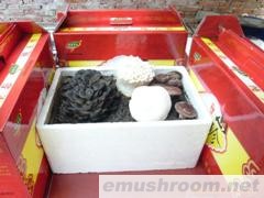 能生长的蘑菇园