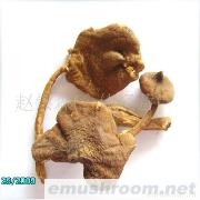 小额批发 供应大量云南野生菌 鸡枞菌 伞把菌