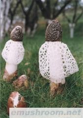 不是棘托竹荪而是&ldquo;红托竹荪&rdquo;营养素远超出其他品种