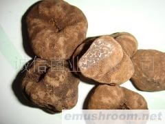 野生松露 也称 块菌 （干片 速冻 常年有货）