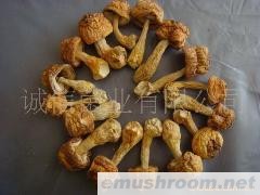 ManBetX体育 姬松茸 干品 批发