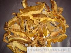 野生菌 Manbetx体育手机版V17版本发布.官网安卓网.香港 牛肝菌 黄香菌 油黄香