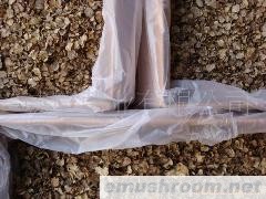 批发 野生食品 野生牛肝菌 云南特产