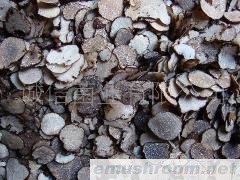 批发 野生食品 野生牛肝菌 云南特产