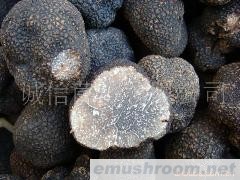 批发 野生食品 野生牛肝菌 云南特产