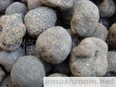 批发 野生食品 野生牛肝菌 云南特产